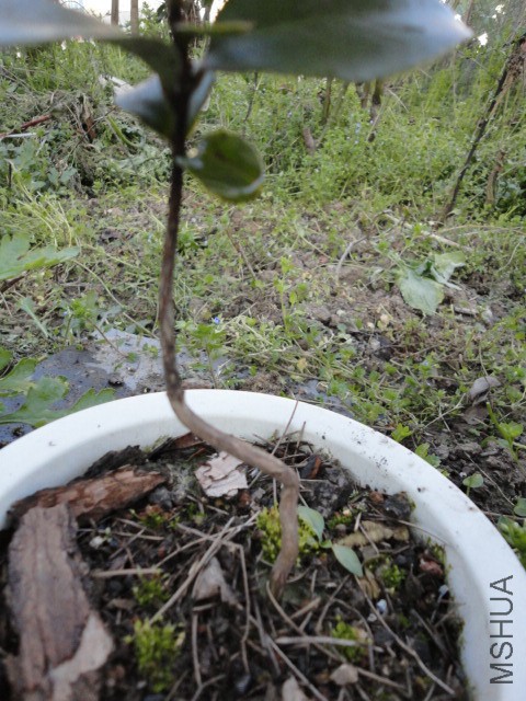 DSC06724.JPG