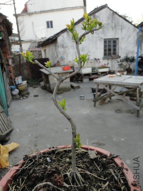 DSC06727.JPG