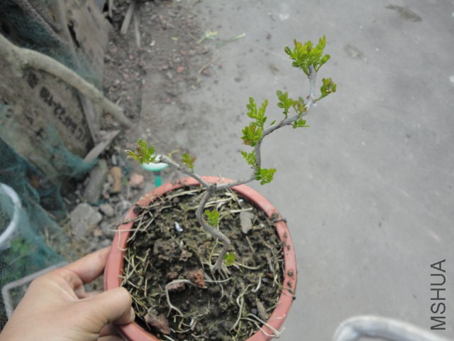 DSC06728.JPG