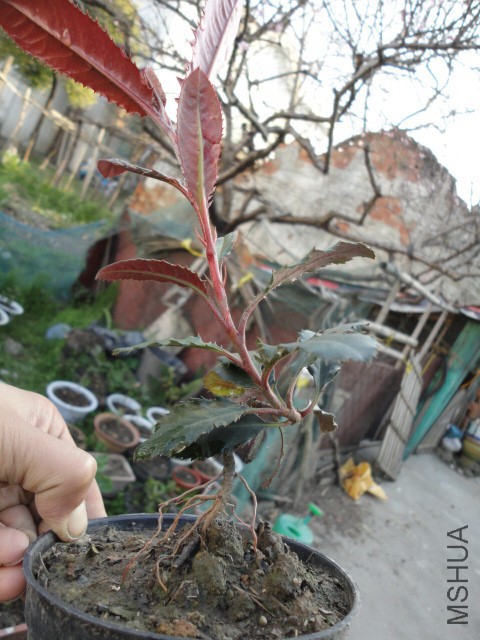 DSC06730.JPG