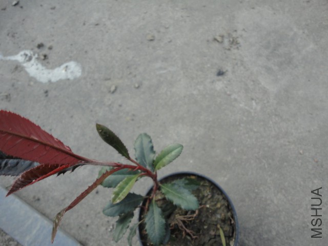DSC06732.JPG
