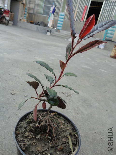 DSC06731.JPG