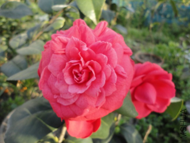 DSC06675.JPG