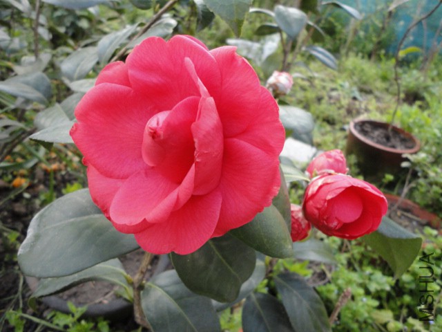 DSC06524.JPG