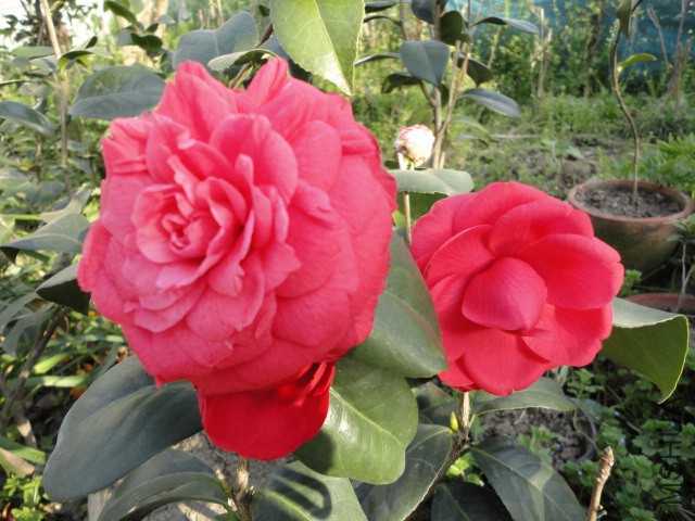 DSC06676.JPG