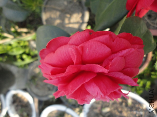 DSC06677.JPG