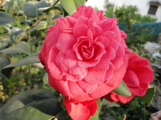 DSC06678.JPG
