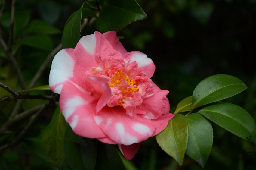 ��ӣDSC_5951-3.jpg
