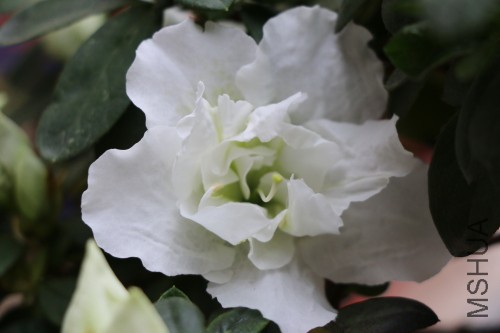 DPP_00439.JPG