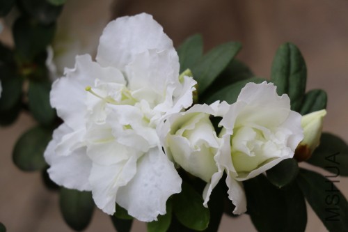 DPP_00430.JPG