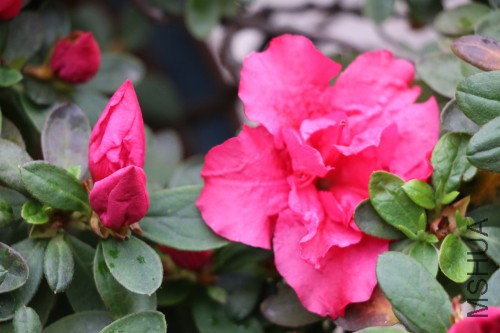 DPP_00433.JPG
