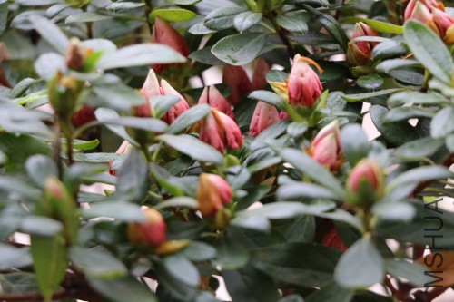 DPP_00436.JPG