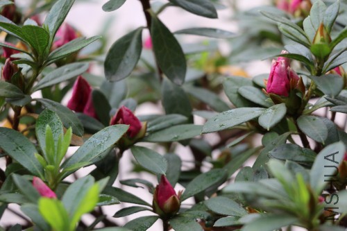DPP_00437.JPG