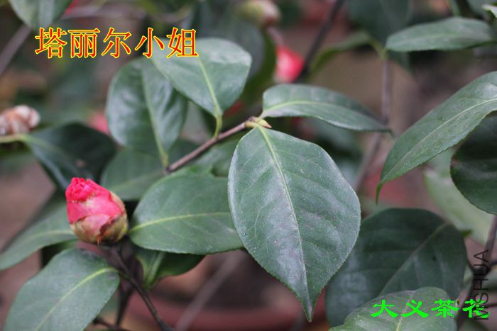 ������С ��2.jpg