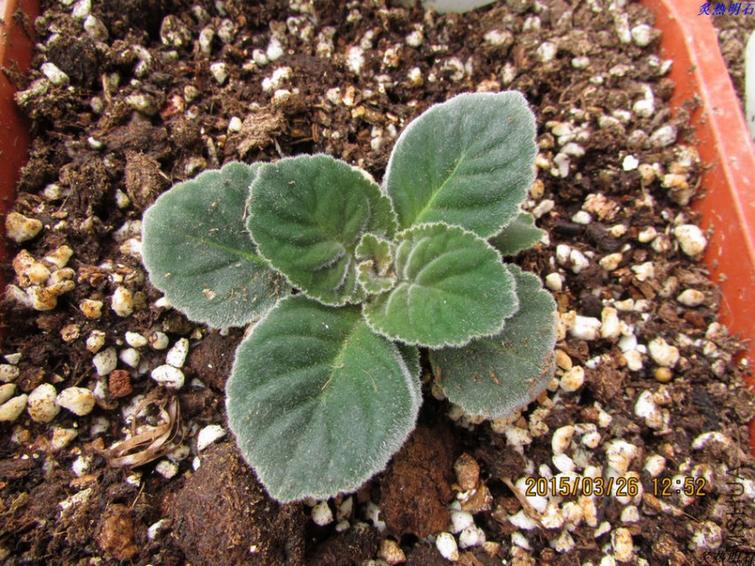 ����ذ�ʺ�