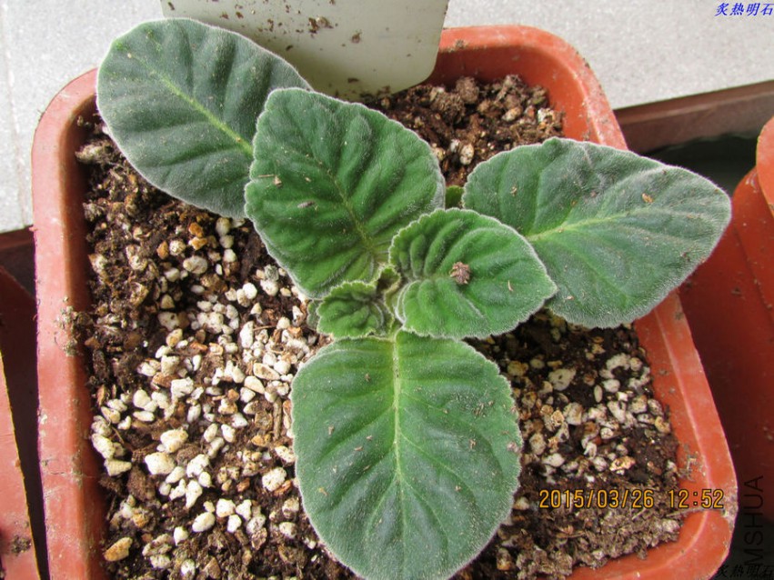 �ױ��ذ�ʺ�