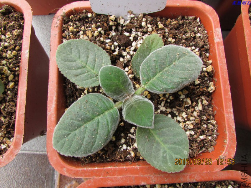 ��߰��ذ�ʺ�