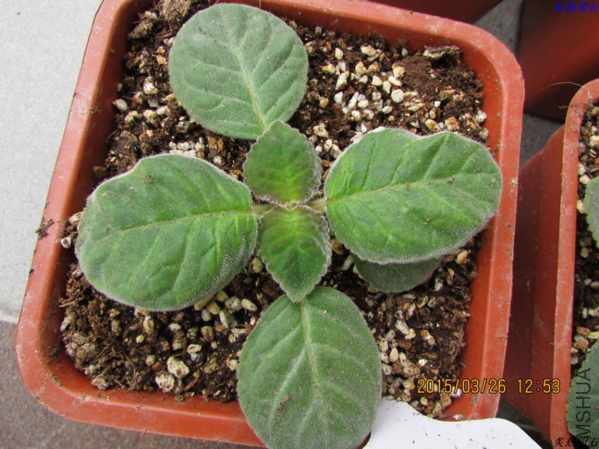 �ذ�����