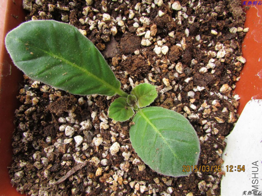 �ױ��ذ�ʺ�