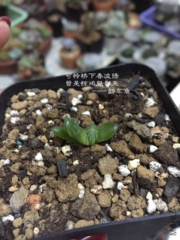 �����͵��˵ȱ�ʺ�磬����Ҷ����Ҷ�������װ�~