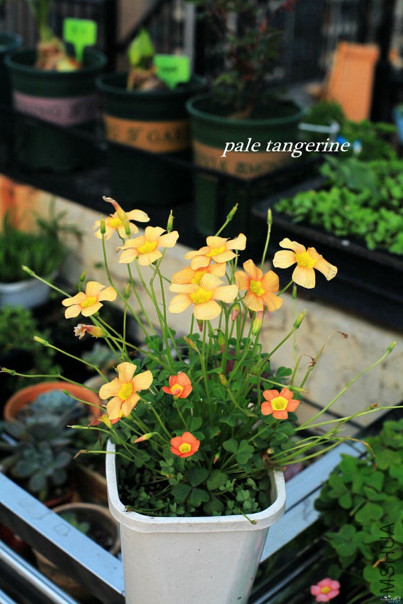 174.jpg