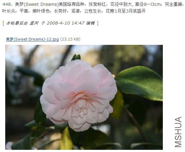 448������(Sweet Dreams)���Ϸۺ�.jpg