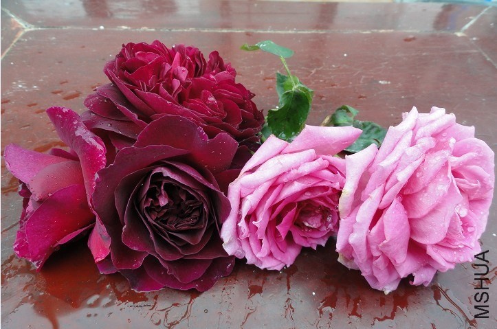 ����ºͲ���