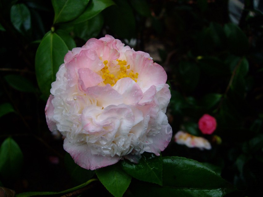 ���ж� 2015-3-27 028w.jpg
