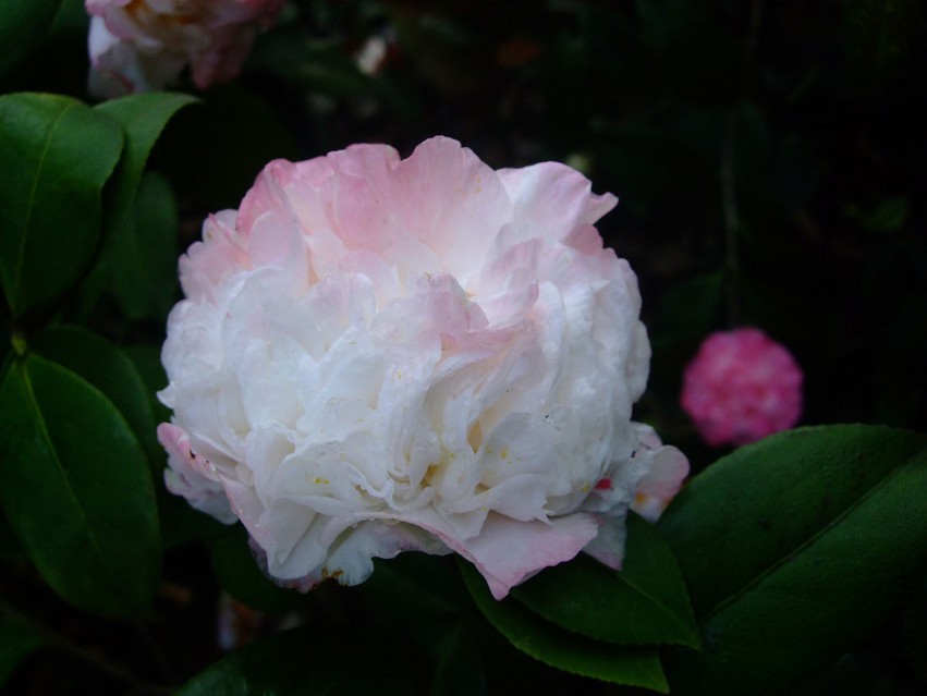 ���ж� 2015-3-28 057w.jpg