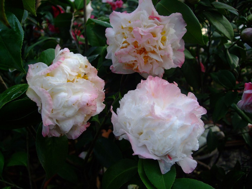 ���ж� 2015-3-28 062w.jpg