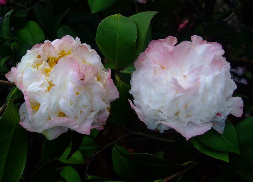 ���ж� 2015-3-28 059w.jpg