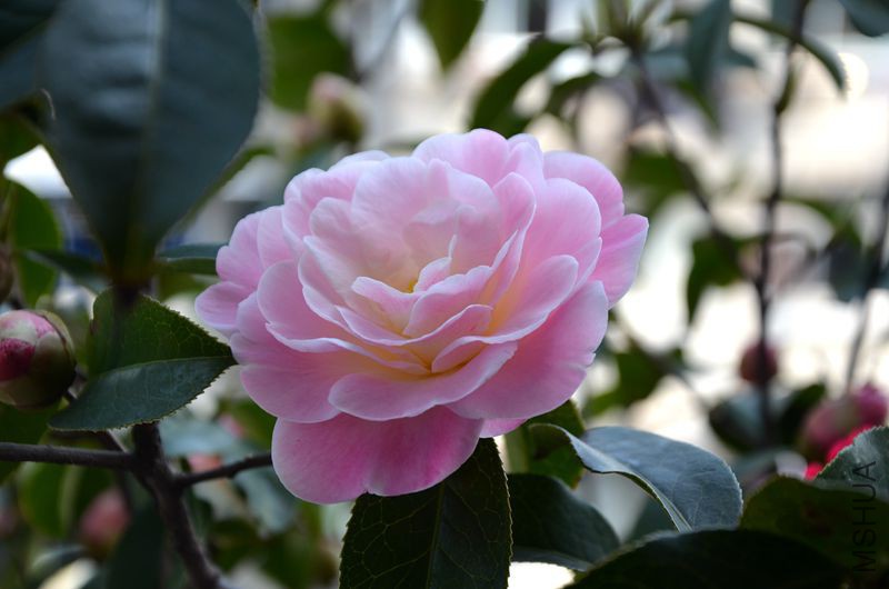DSC_3164.JPG