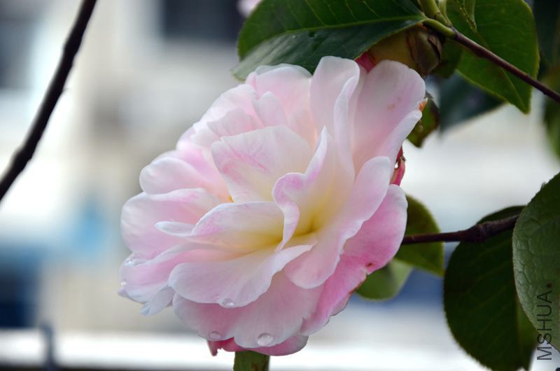 DSC_3209.JPG