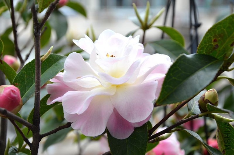 DSC_3259.JPG