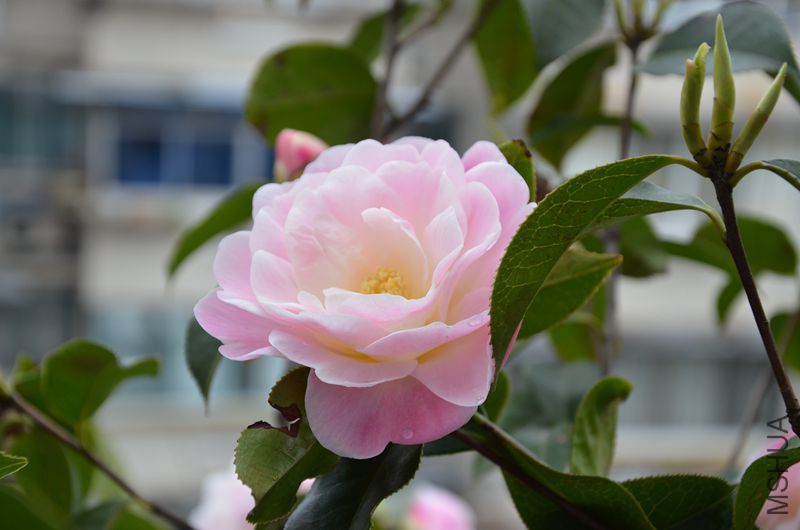 DSC_3261.JPG