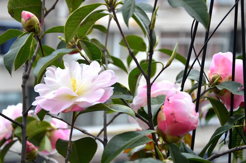 DSC_3255.JPG