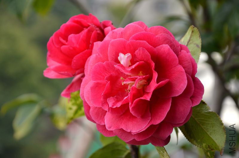 DSC_3274.JPG