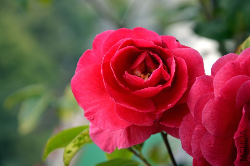 DSC_3275.JPG