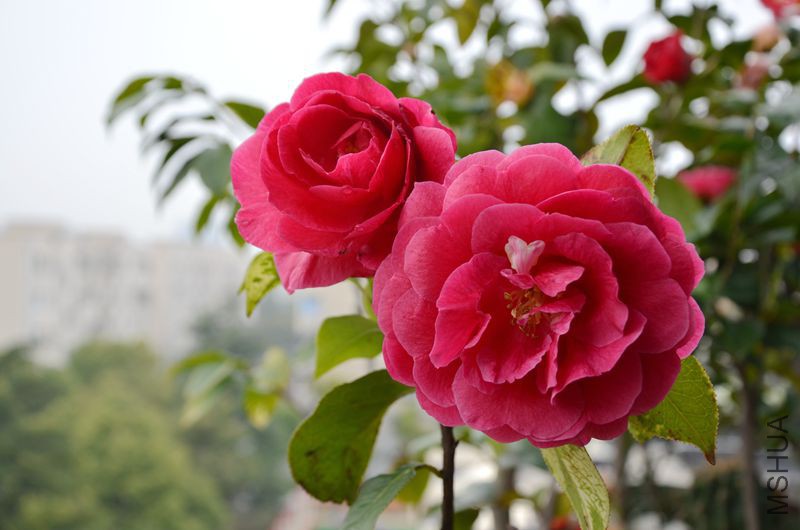 DSC_3273.JPG