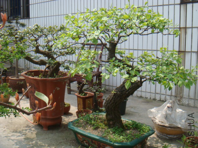 DSC07185.JPG