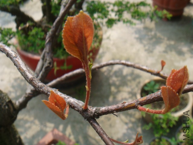 DSC07186.JPG