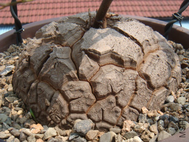 DSC07193.JPG