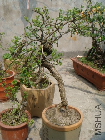 DSC07195.JPG