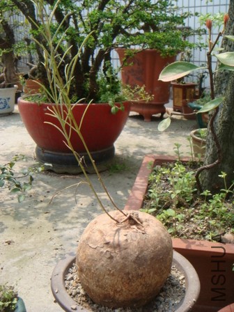 DSC07196.JPG