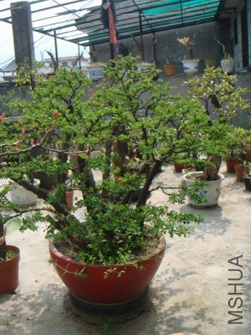 DSC07199.JPG