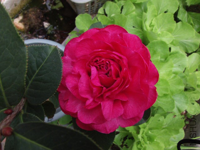 GEDC0869.JPG