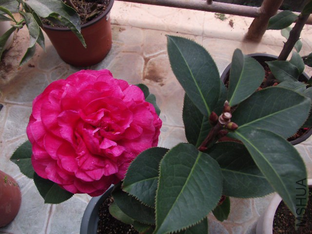 GEDC0923.JPG