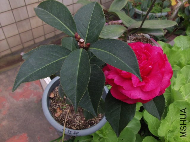 GEDC0870.JPG