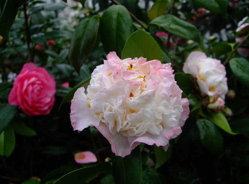 ���ж� 2015-3-22 013w.jpg