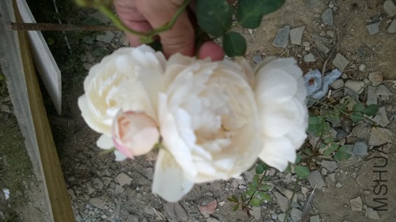 WP_20141025_008.jpg